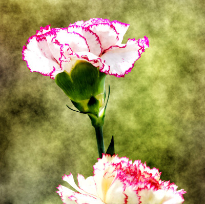 50% OFF on Pink and Canvas Art