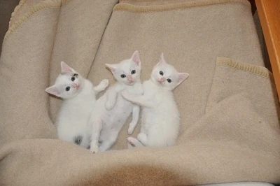 16% OFF on Cute Little Three Baby Cats Poster Paper Print