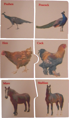 11% OFF on Kido Pairing of Cards Male & Female Animals 11% OFF on Kido Pairing of Cards Male & Female Animals