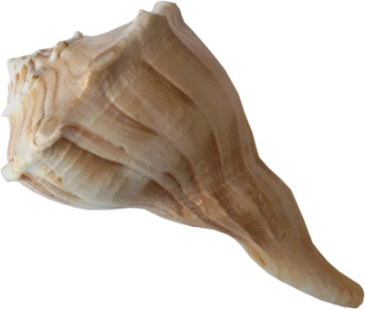 68% OFF on Paridhanlok Online Sacred Shankh