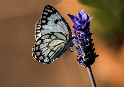 16% OFF on Poster Butterfly Blue Nature Lavender Summer Garden Paper Print 16% OFF on Poster Butterfly Blue Nature Lavender Summer Garden Paper Print