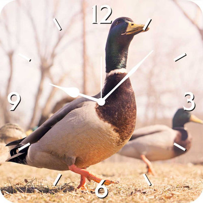 50% OFF on FurnishFantasy Bird Analog Wall Clock Multicolor 50% OFF on FurnishFantasy Bird Analog Wall Clock Multicolor