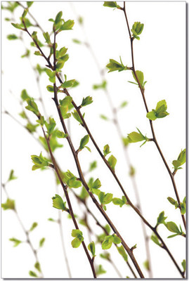 20% OFF on Fennel FLPS-11073ABC Non Framed Painting Wall Clock As In Image