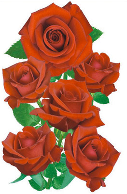 Pindia Rose Flower Pindia Rose Flower